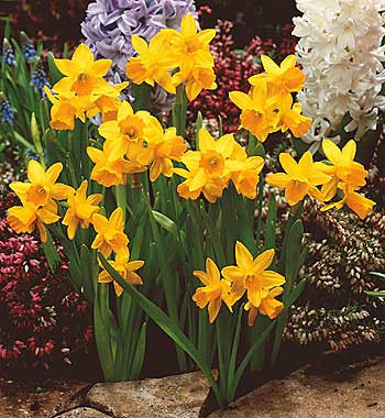 Narcis Téte-á-Téte (5)