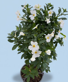 Enciánový stromček, biely