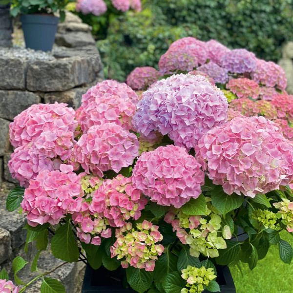Hortenzia ružová Early Rosa