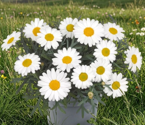 Margaréta biela, ker