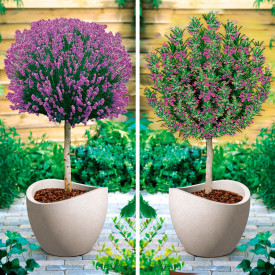 Levanduľa a rozmarín kmeňový