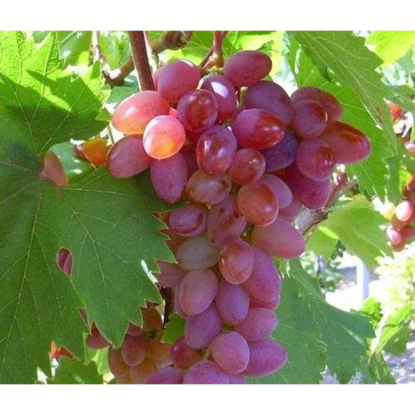 Stolové hrozno Jupiter