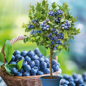 Stromčeková čučoriedka Blue Bijoux