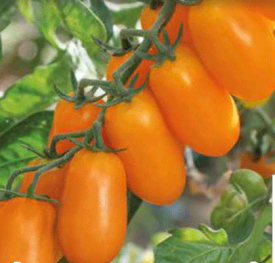 Kokteilové paradajky White Plum (2)