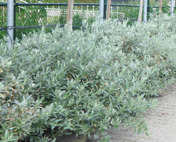 Vŕba švajčiarska, ker