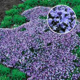 Flox šidlolistý, fialovomodrý