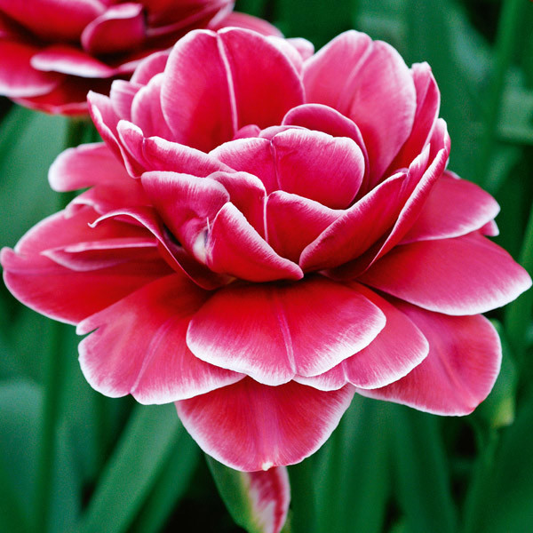 Tulipán 'Dream Touch'
