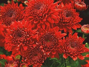 Chryzantéma 'Feuerzauber'