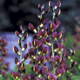Baptisia tmavofialová (1 )
