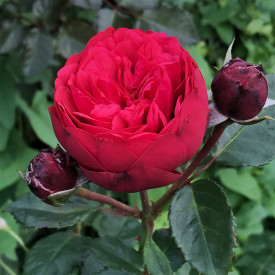 Čajová ruža Piano