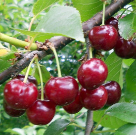Višňa Érdi bőtermő