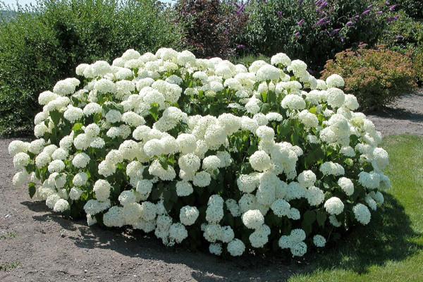 Hortenzia Annabelle