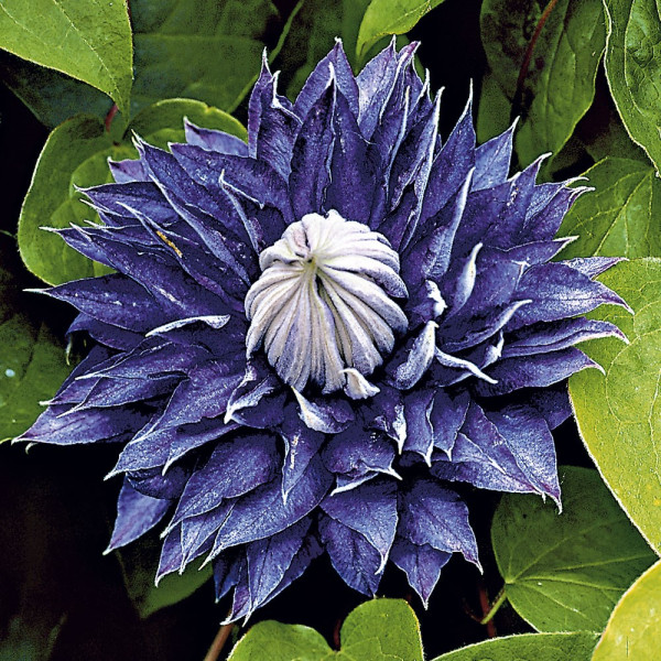 Plamienok 'Multi Blue'