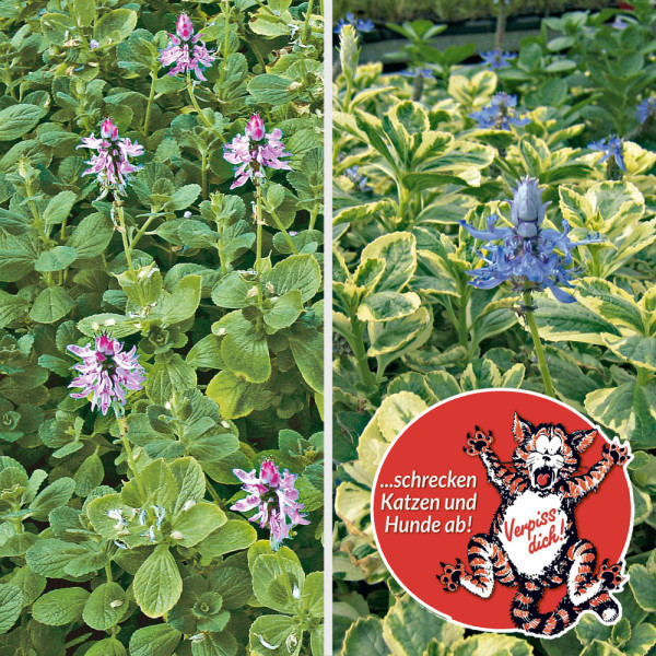 Mačka-jaj, zelené listy (6)