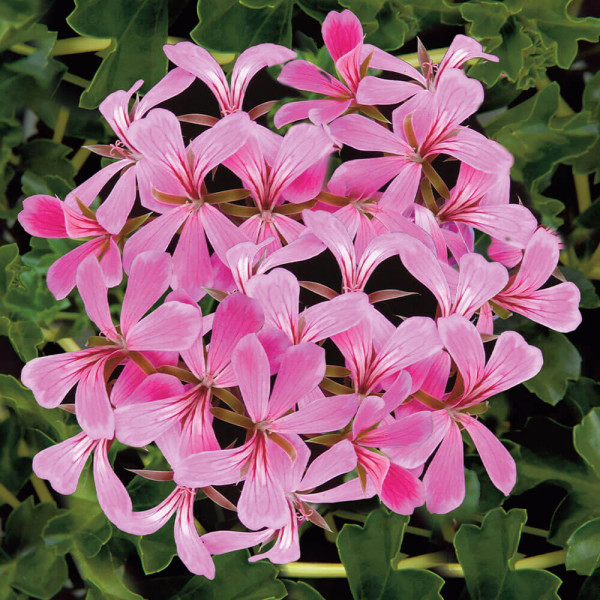 9 ružových previsnutých muškátov + hnojivo Florimo na muškáty