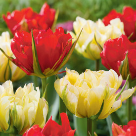 Zmes tulipánov Sweet & Love Valley (6)