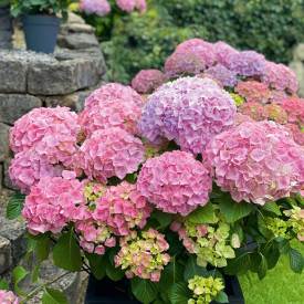 Hortenzia ružová Early Rosa 