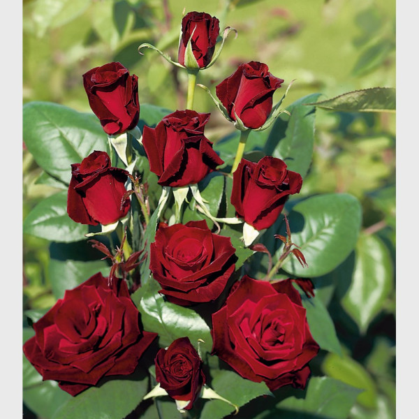 Barkarole ruža v kontajneri