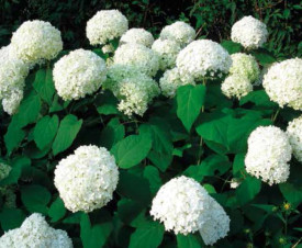 Hortenzia Annabelle