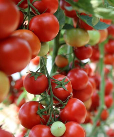 Sweet Million, kokteilové paradajky