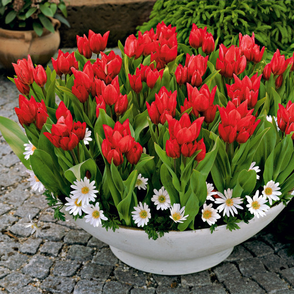 Praestans mnohokvetný tulipán