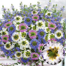 Vejárovka biela Top poT White (3)