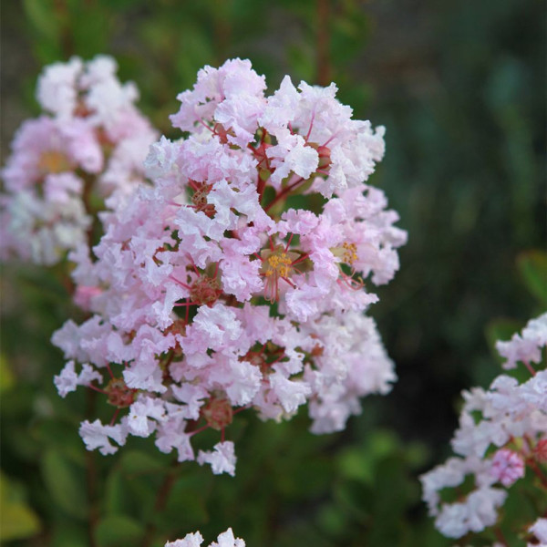 Myrta Krepová 'With Love Babe'