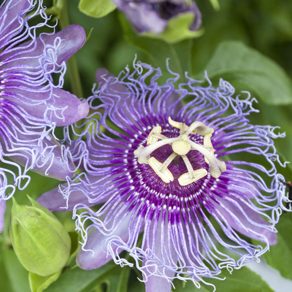 Maracuja Cooltropics® ‘Eia Popeia®’