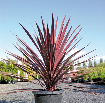 Kordylína Red Star