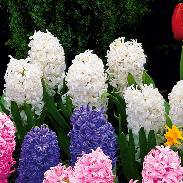 Voňavé hyacinty biele (3)