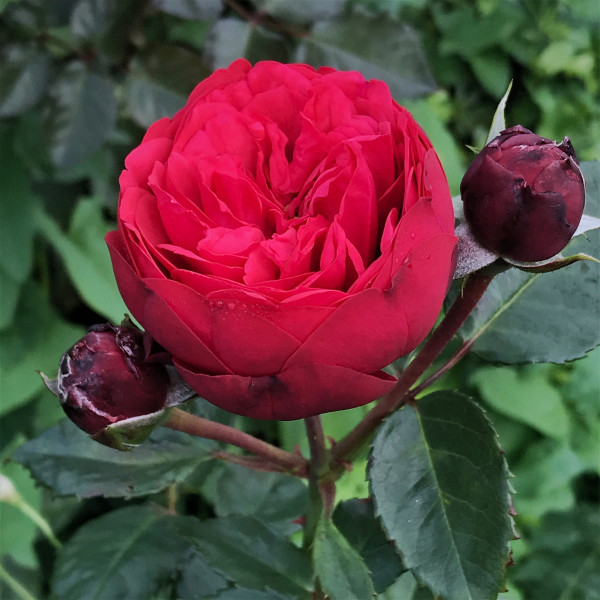 Čajová ruža Piano v kontajneri