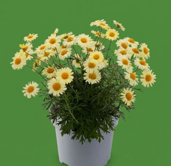 Margaréta krovinatá, žltá