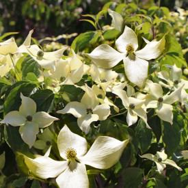 Drieň Japonský Flower Tower