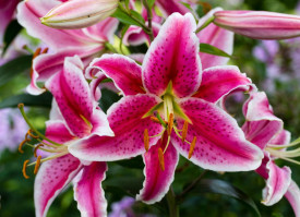 Červeno-biela ľalia Stargazer (2)