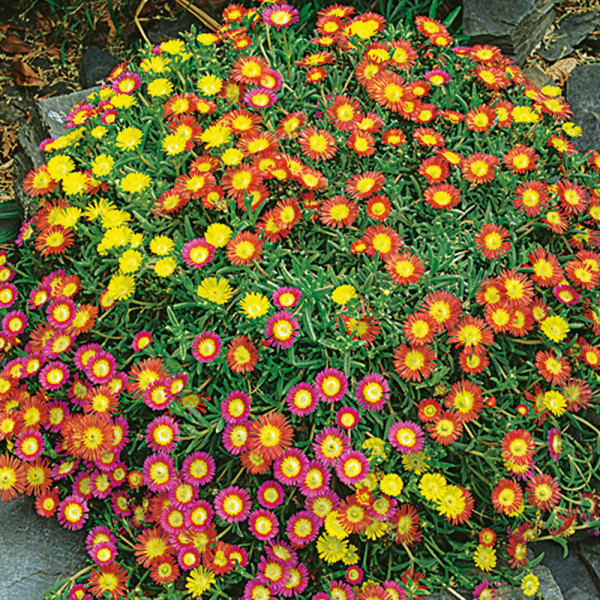 Poludňovka 'Orange Wonder'