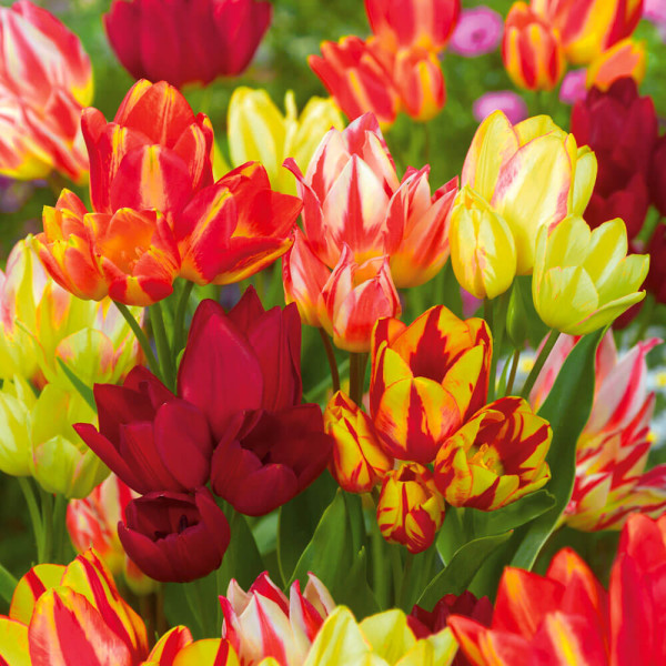 Mnohokveté tulipány – mix