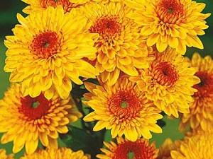 Chryzantéma Beppie Bronce