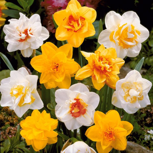 Plnokvetý narcis v črepníku, farebný mix (3)