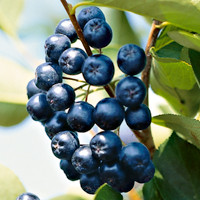 Arónia čiernoplodá Nero