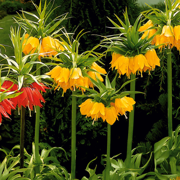 Korunkovka kráľovská žltá, (1)