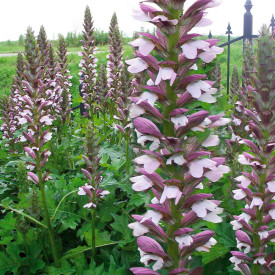 Akant Morning Candle (3)