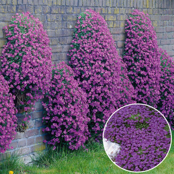 Tarička fialová (1)