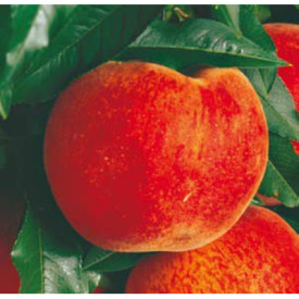 Redhaven broskyňa v kontajneri