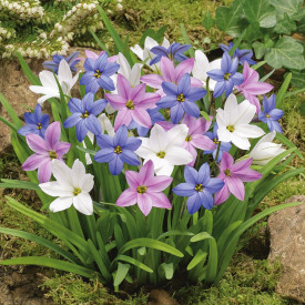 Ipheion Mix - Jarná hviezda (15)