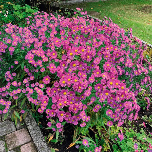 Astra krovitá, ružová