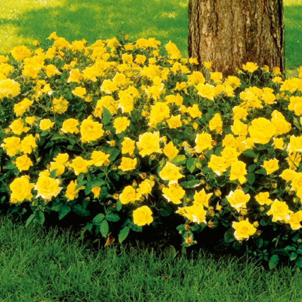 Zlatožltá záhonová ruža v kontajneri