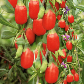 Goji - kustovnica čínska