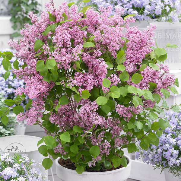 Orgován Meyerov Flowerfesta Pink (3)