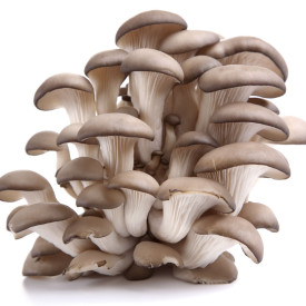 Hliva ustricovitá, kultivačný materiál