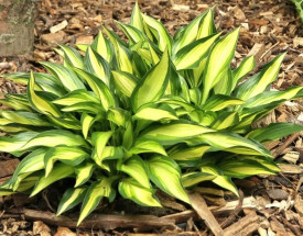 Trpasličia hosta pestrolistá 'Lakeside Little Tuft'